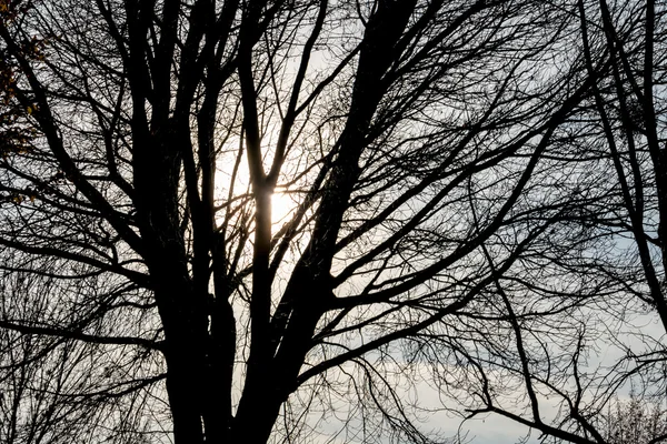 Árbol en el sol de la tarde —  Fotos de Stock