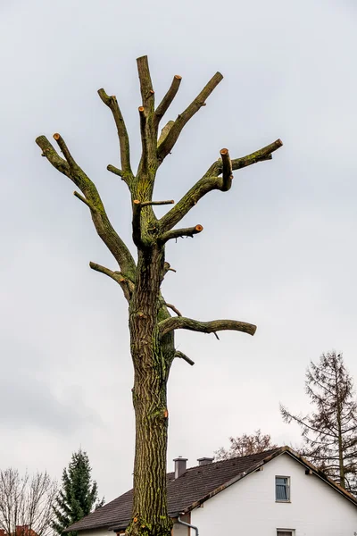 Tronco d'albero con rami segati — Foto Stock