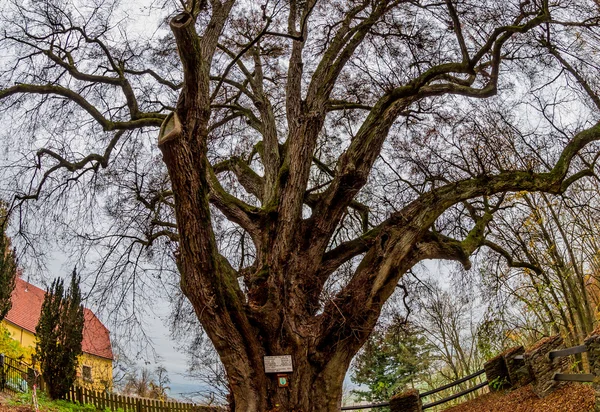Árvore velha com muitos ramos — Fotografia de Stock