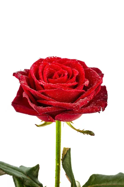 Red rose. signs of love — Stock Photo, Image