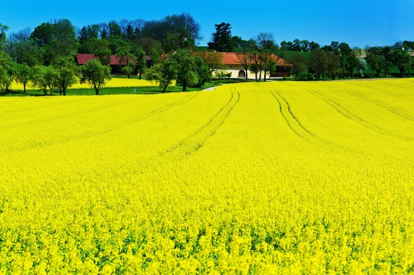 Gult rapsfält på våren — Stockfoto