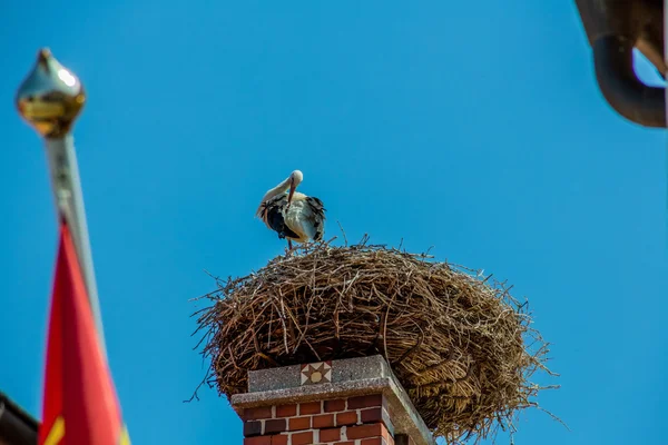 Áustria, ferrugem. ninho de uma cegonha — Fotografia de Stock