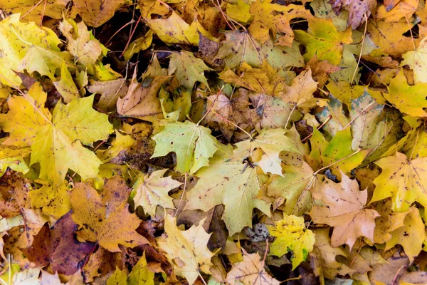Gele bladeren in de herfst — Stockfoto
