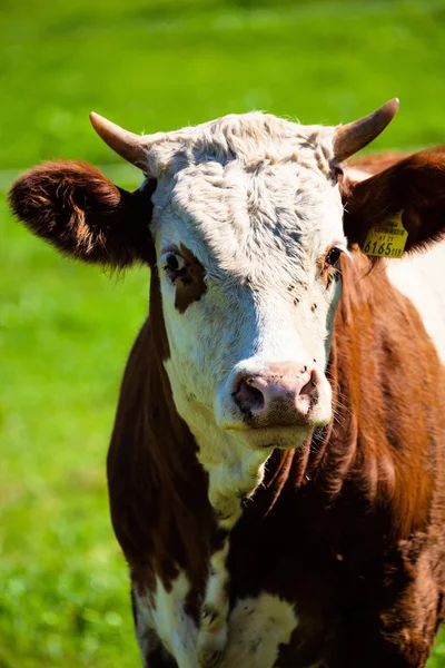 Dairy cows on summer pasture — Stock Photo, Image