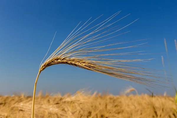 Barley field before harvest — Stock Photo, Image