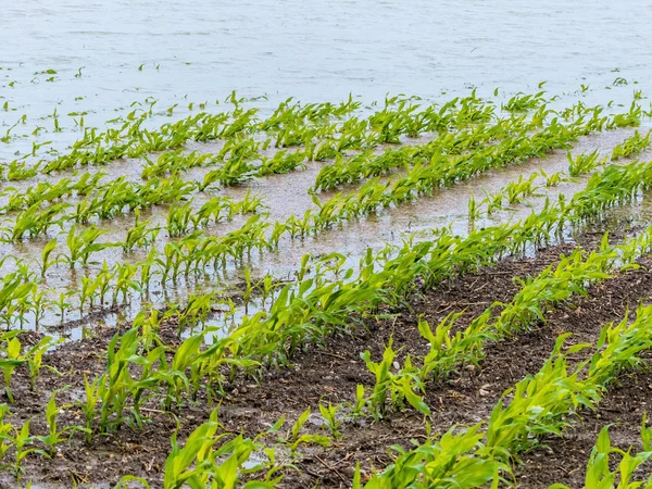 Floods 2013 — Stock Photo, Image