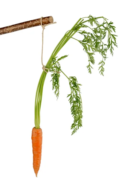 Φρέσκα καρότα στον όροφο — Φωτογραφία Αρχείου