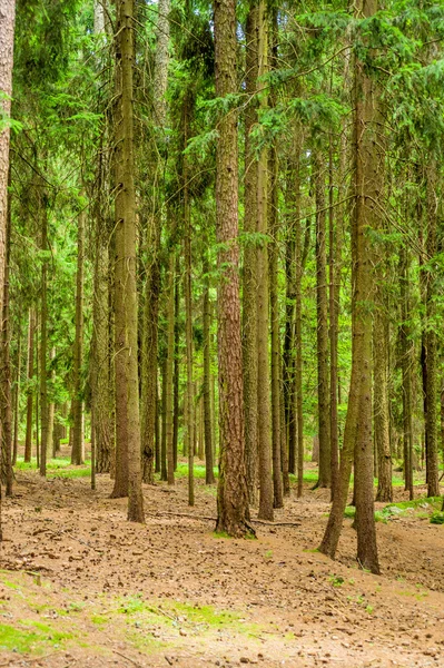 Trees in the forest — Stock Photo, Image