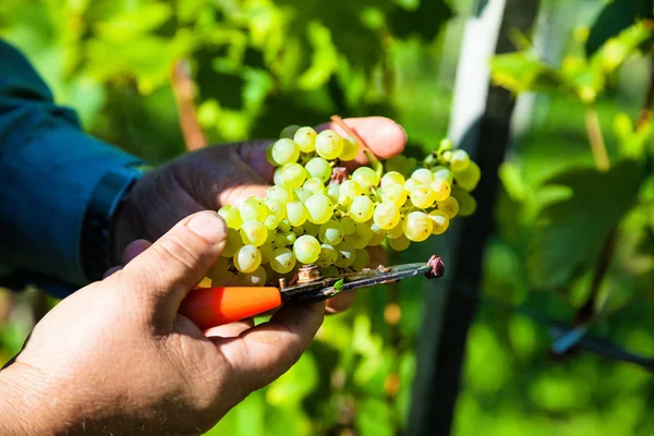 Weinlese im Weinberg — Stockfoto