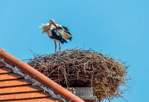 Rakousko, rez. hnízdo čáp — Stock fotografie