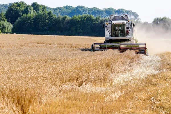 Maisfeld mit Weizen bei der Ernte — Stockfoto