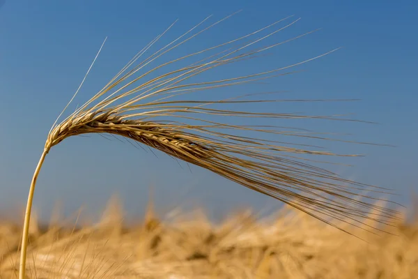 Arpa alanından önce hasat — Stok fotoğraf