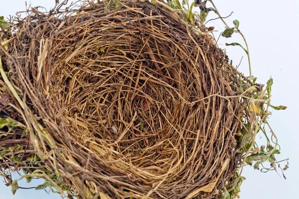 Пустые птичьи гнезда — стоковое фото