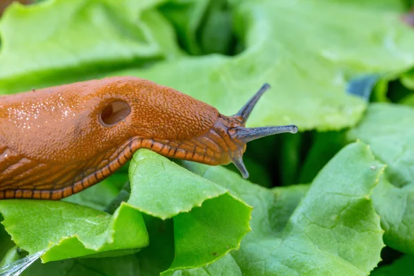 Schnecke mit Salatblatt — Stockfoto