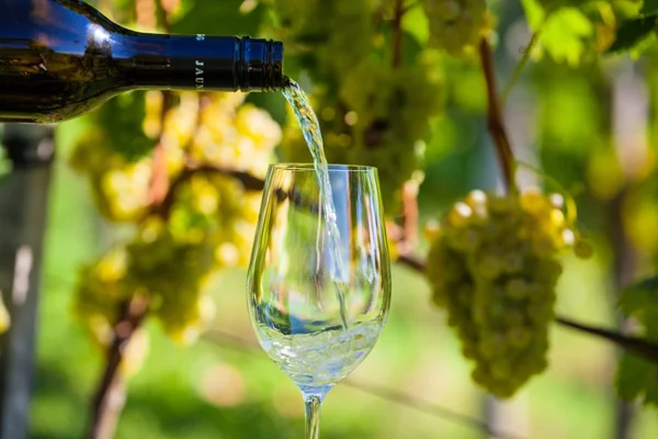 Grapes in the vineyard — Stock Photo, Image