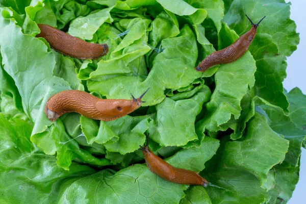 Slak met sla blad — Stockfoto