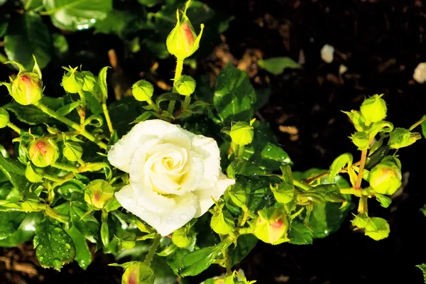 Rosa branca em uma roseira — Fotografia de Stock