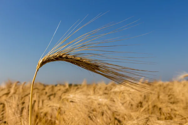 Barley field before harvest — Stock Photo, Image