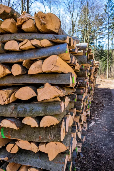 Recut tree trunks — Stock Photo, Image