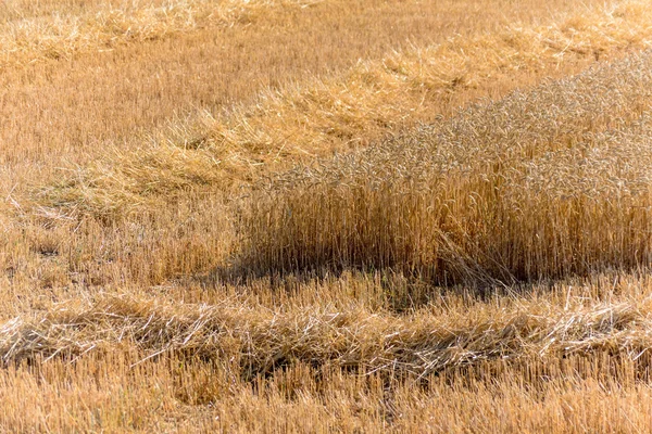 Campo di grano con grano — Foto Stock