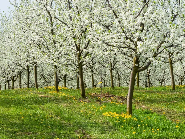 Весной цветут фруктовые деревья — стоковое фото