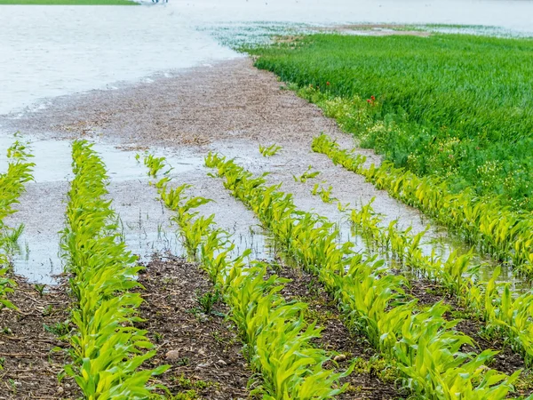 Floods 2013 — Stock Photo, Image