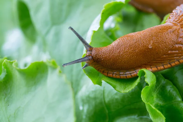 蜗牛与莴苣叶 — 图库照片