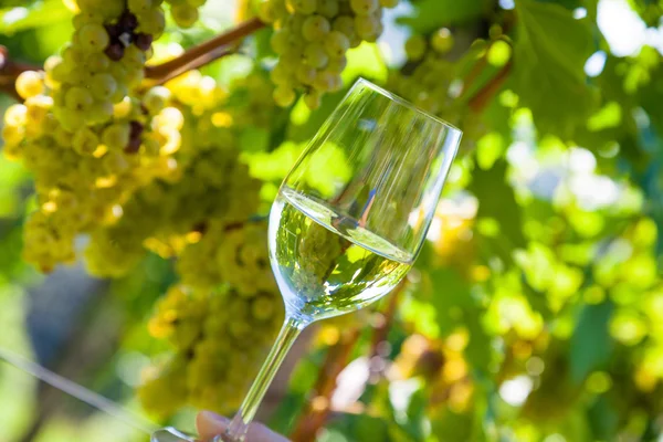 Sklenice na víno ve vinici — Stock fotografie