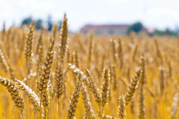 Weizen auf einem Feld — Stockfoto