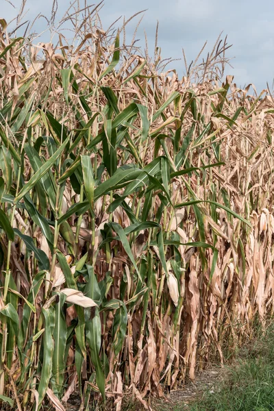 Heat damage cornfield — Stock Photo, Image