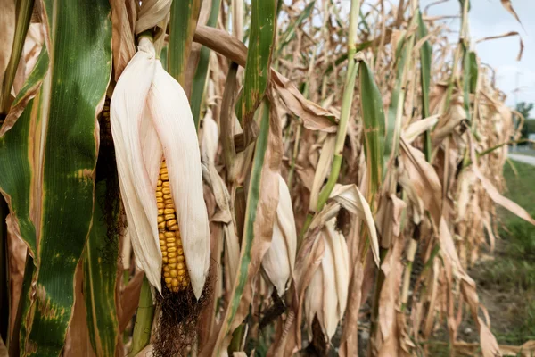 Heat damage cornfield — Stock Photo, Image