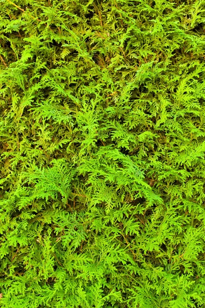 Green hedge, full frame — Stock Photo, Image