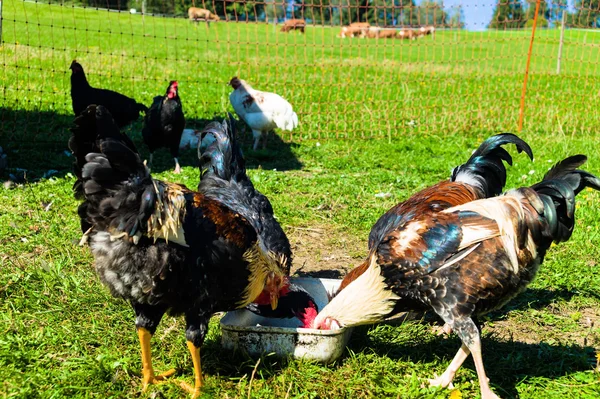 Polli allevati all'aperto, pollame biologico — Foto Stock