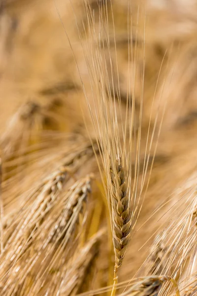 Korn fältet före skörd — Stockfoto