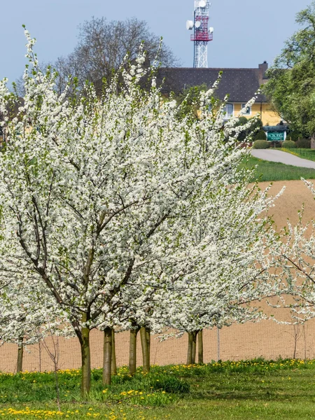 Весной цветут фруктовые деревья — стоковое фото
