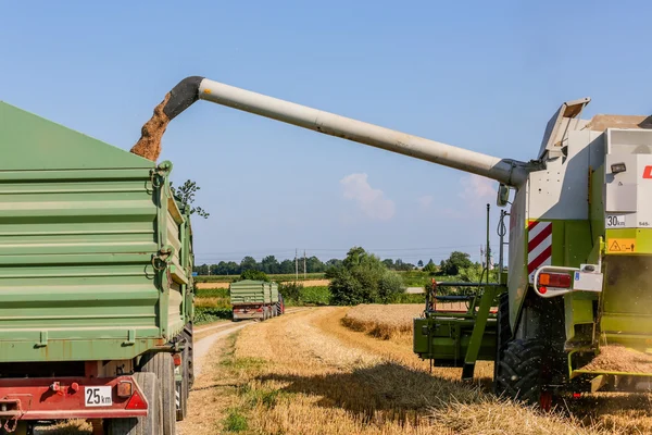 Cornfield met tarwe bij de oogst — Stockfoto