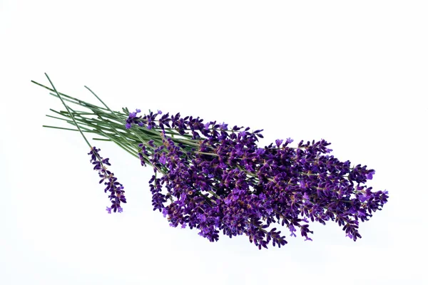 Lavanda delante de fondo blanco — Foto de Stock