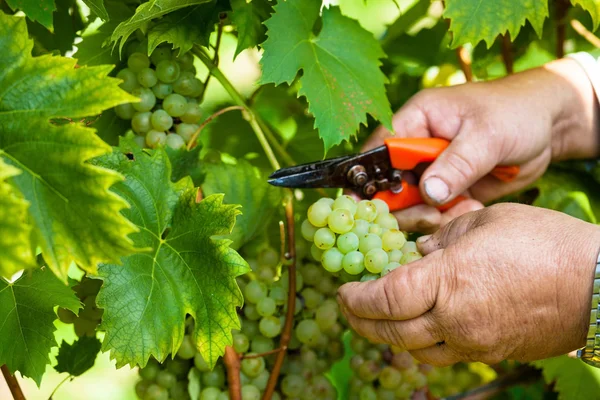 Vinobraní na vinici — Stock fotografie