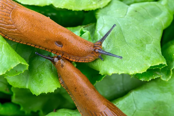 Snigel med salladsblad — Stockfoto