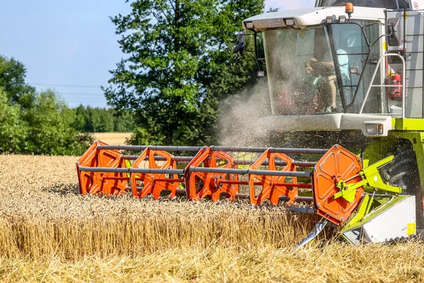 Cornfield with wheat at harvest — Stock Photo, Image