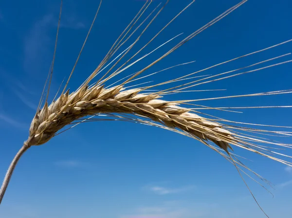 Wheat field — Stock Photo, Image