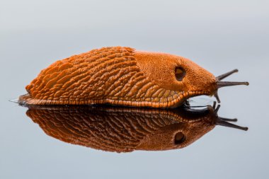 slug on a white background clipart