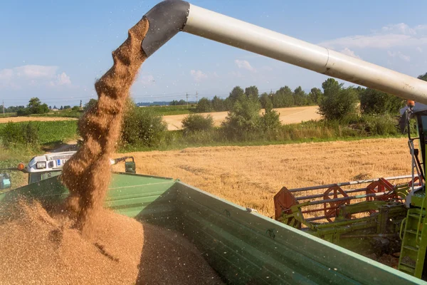Cornfield met tarwe bij de oogst — Stockfoto