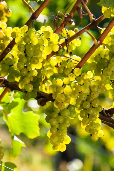 Uvas en el viñedo —  Fotos de Stock