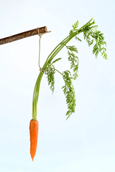 Fresh carrots on stock — Stock Photo, Image