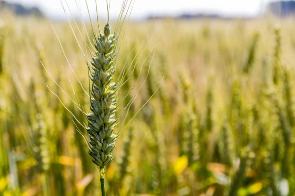 Gerstenfeld vor der Ernte — Stockfoto