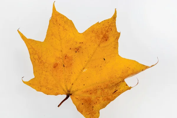 Hojas de otoño colorido — Foto de Stock