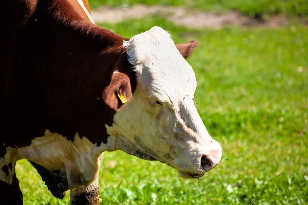 Vaches laitières dans les pâturages d'été — Photo