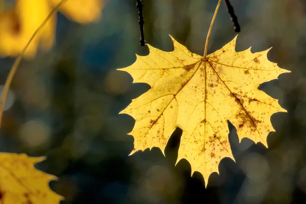 Лист восени — стокове фото