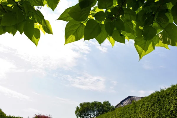 Feuillage d'un arbre, ciel bleu — Photo